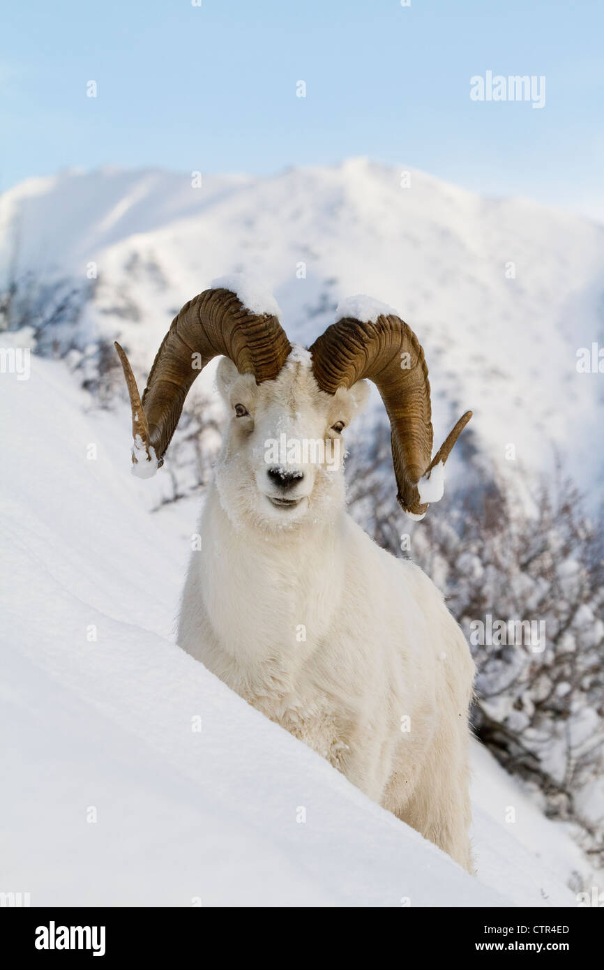 Close up of a full-curl ram Dall Sheep standing on a steep slope in deep snow, Chugach Mountains, Southcentral Alaska, Winter Stock Photo