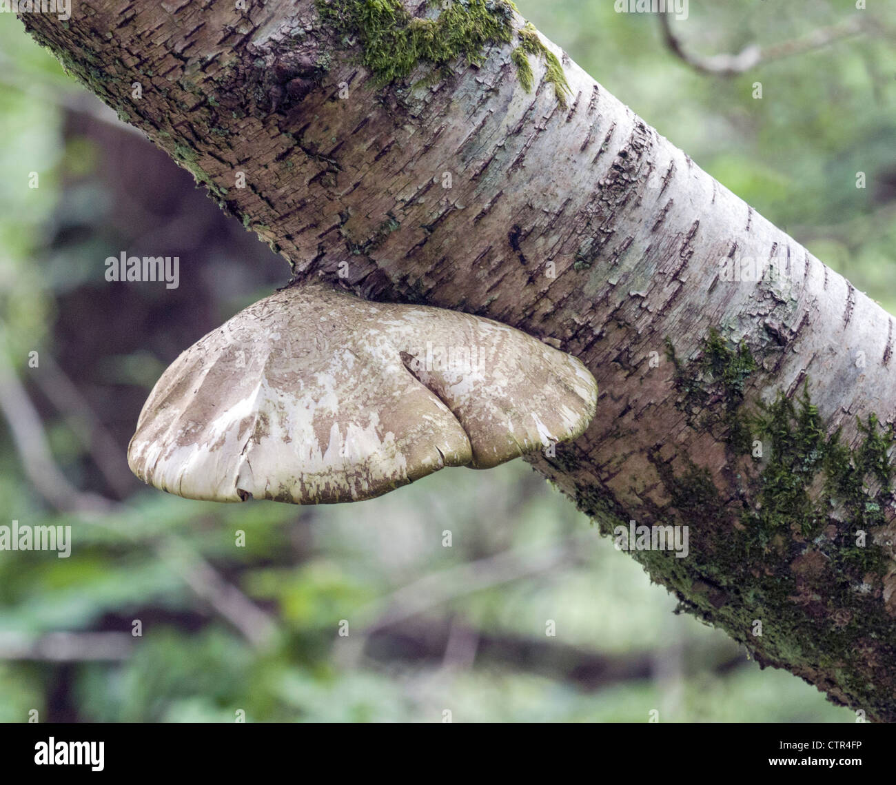 Bracket Fungus, Birch Polypore, (Piptoporus betulinus) England, UK