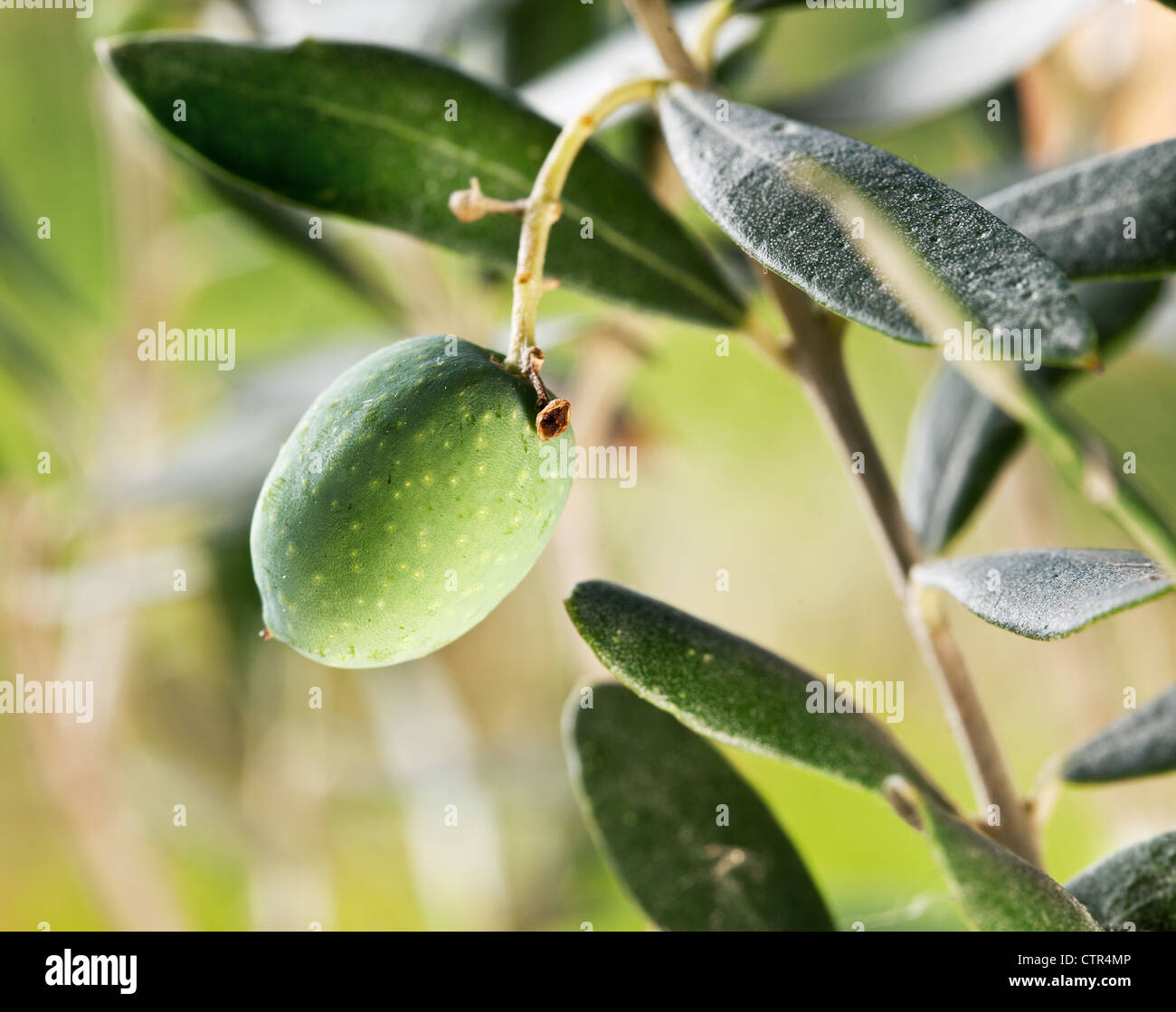 Green olive on the branch on the background of nature. Stock Photo