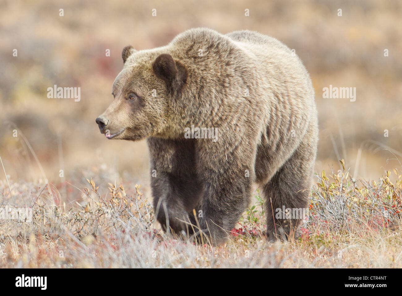Three year old brown bear cub feeding on berries in late fall, Denali