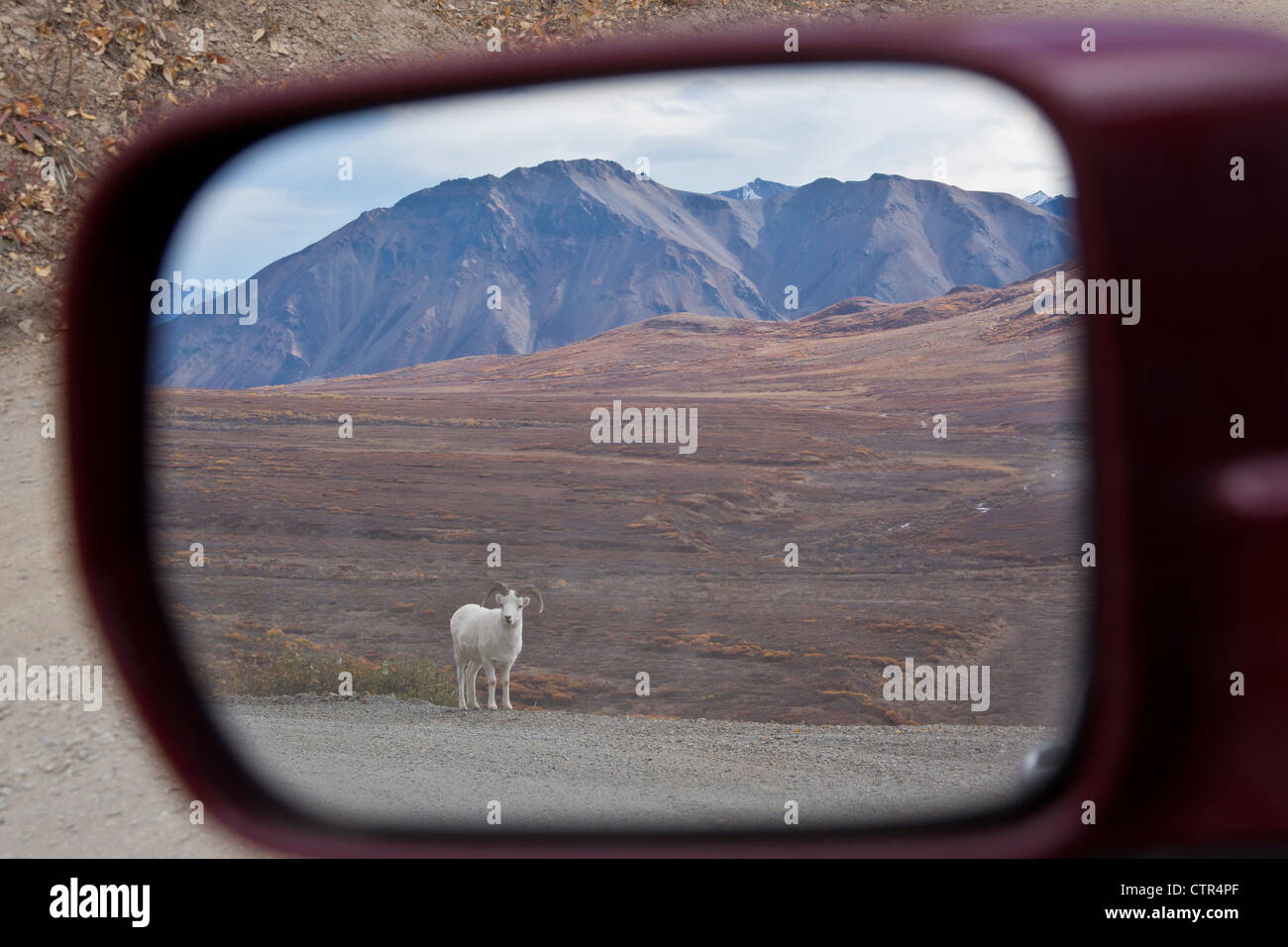 View of a young Dall Sheep ram a rear view side mirror on the road in Polychrome Pass, Denali National Park & Preserve, Autumn Stock Photo