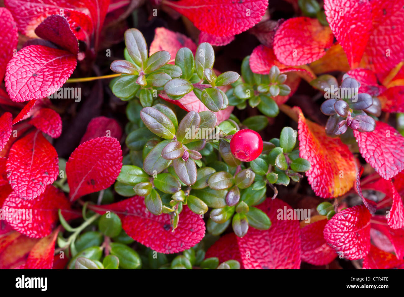 Macro of Low Bush cranberries with Bearberry, Maclaren River Valley, Southcentral Alaska, Autumn Stock Photo
