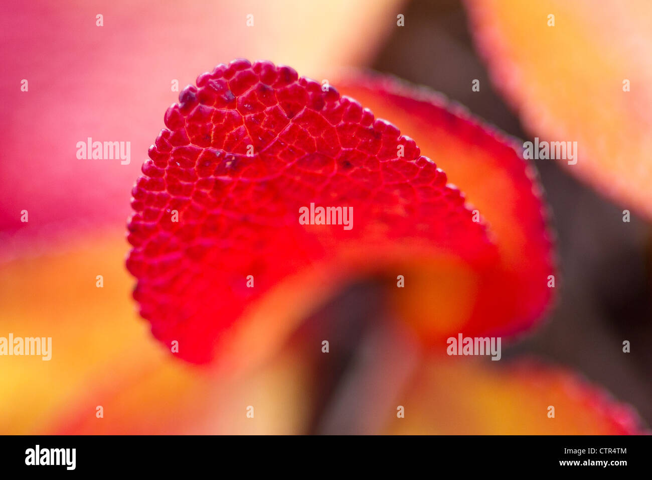 Macro of a Bearberry leaf, Maclaren River Valley, Southcentral Alaska, Autumn Stock Photo