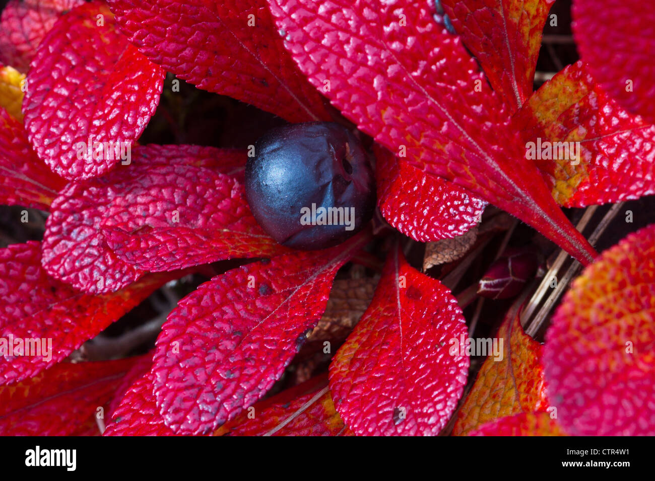 Macro of a Bearberry and foliage, Maclaren River Valley, Southcentral Alaska, Autumn Stock Photo