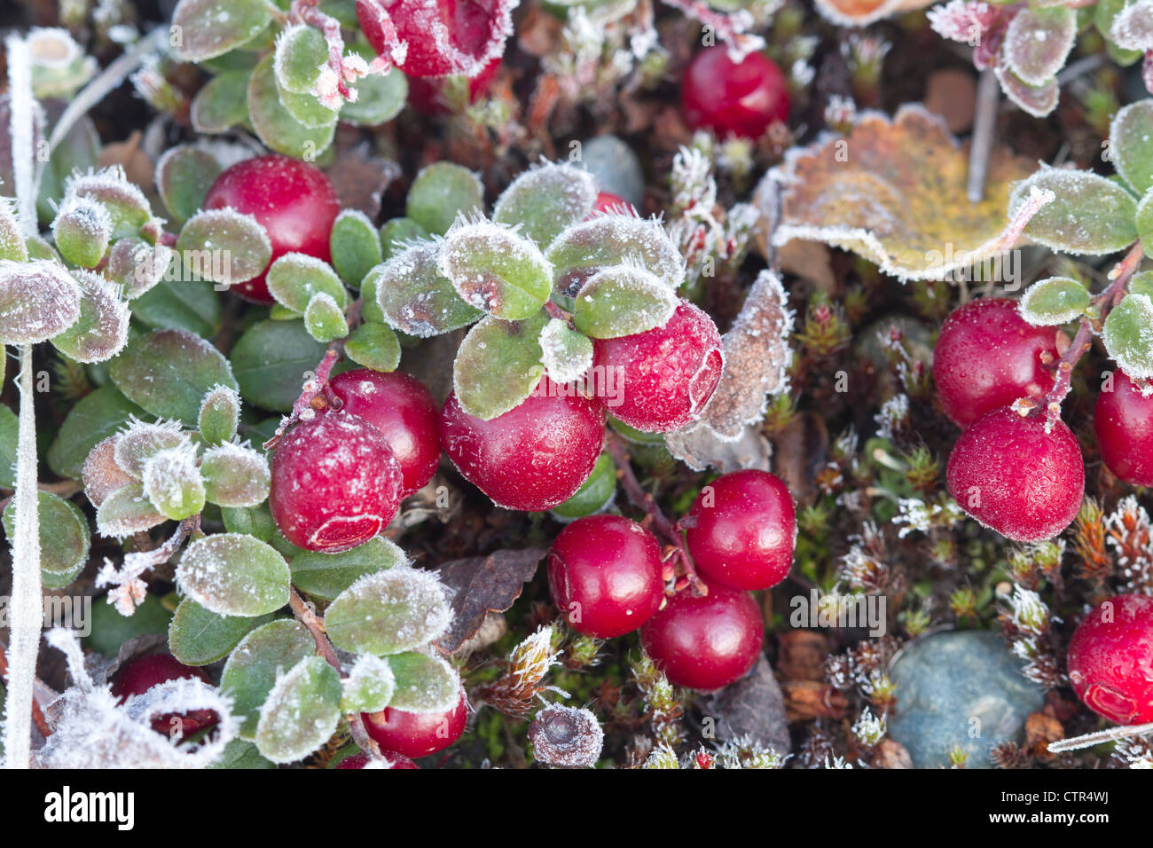 Macro of Low Bush cranberries, Maclaren River Valley, Southcentral