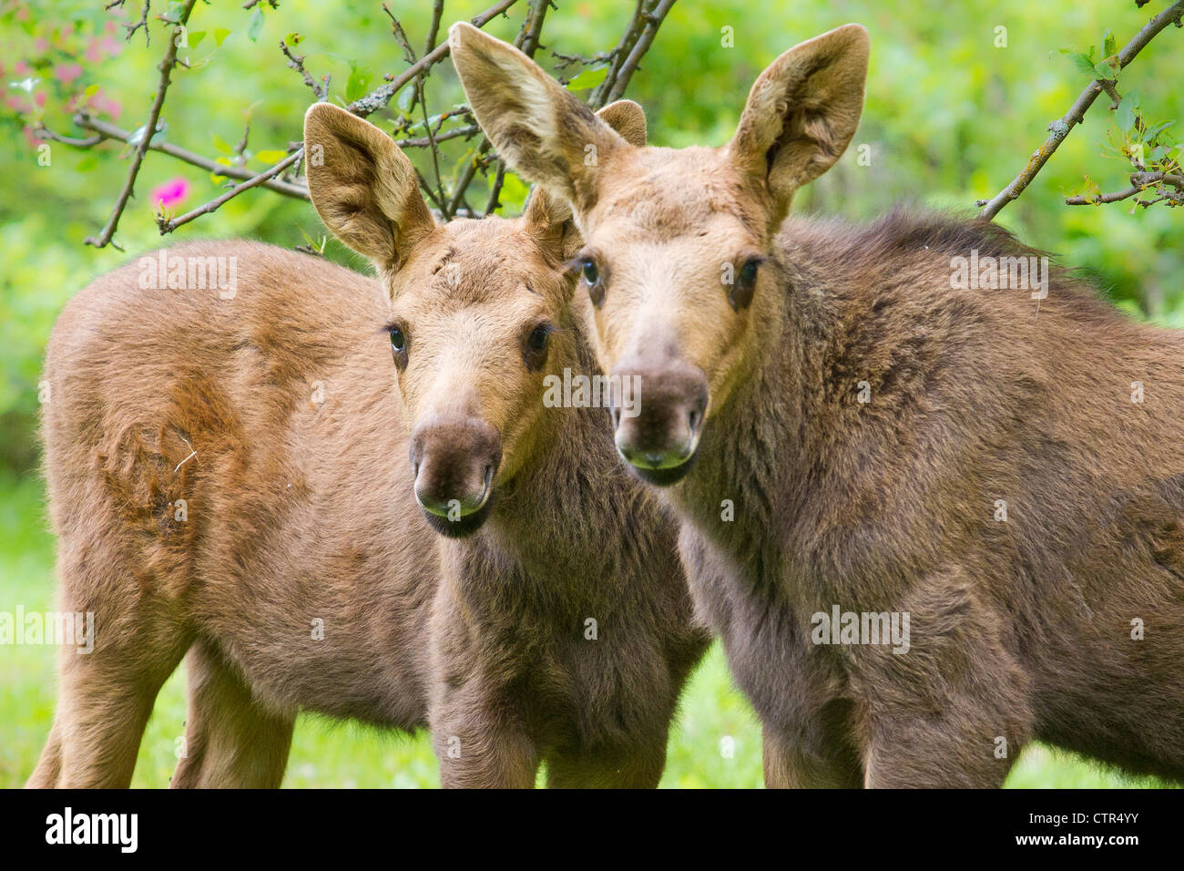 Moose calves in the yard of the Hope public library, Southcentral ...