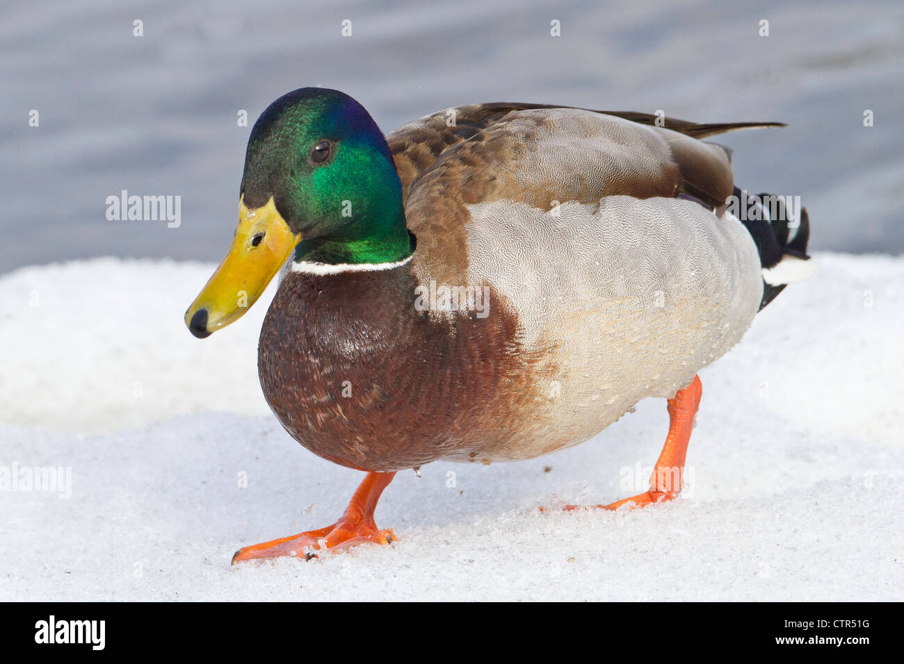 Mallard drake walking on snow in early Spring at Westchester Lagoon, Anchorage, Southcentral Alaska Stock Photo