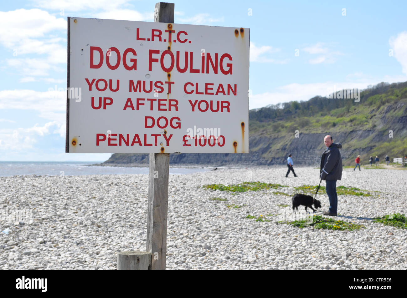Dogs on beach Stock Photo