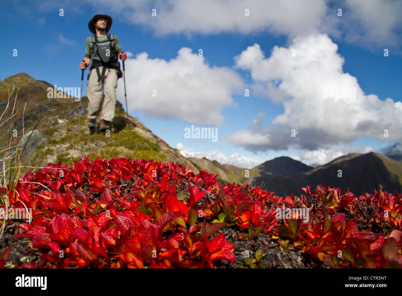 Man hiking tundra ridge red willow between Ruth Glacier Tokositna