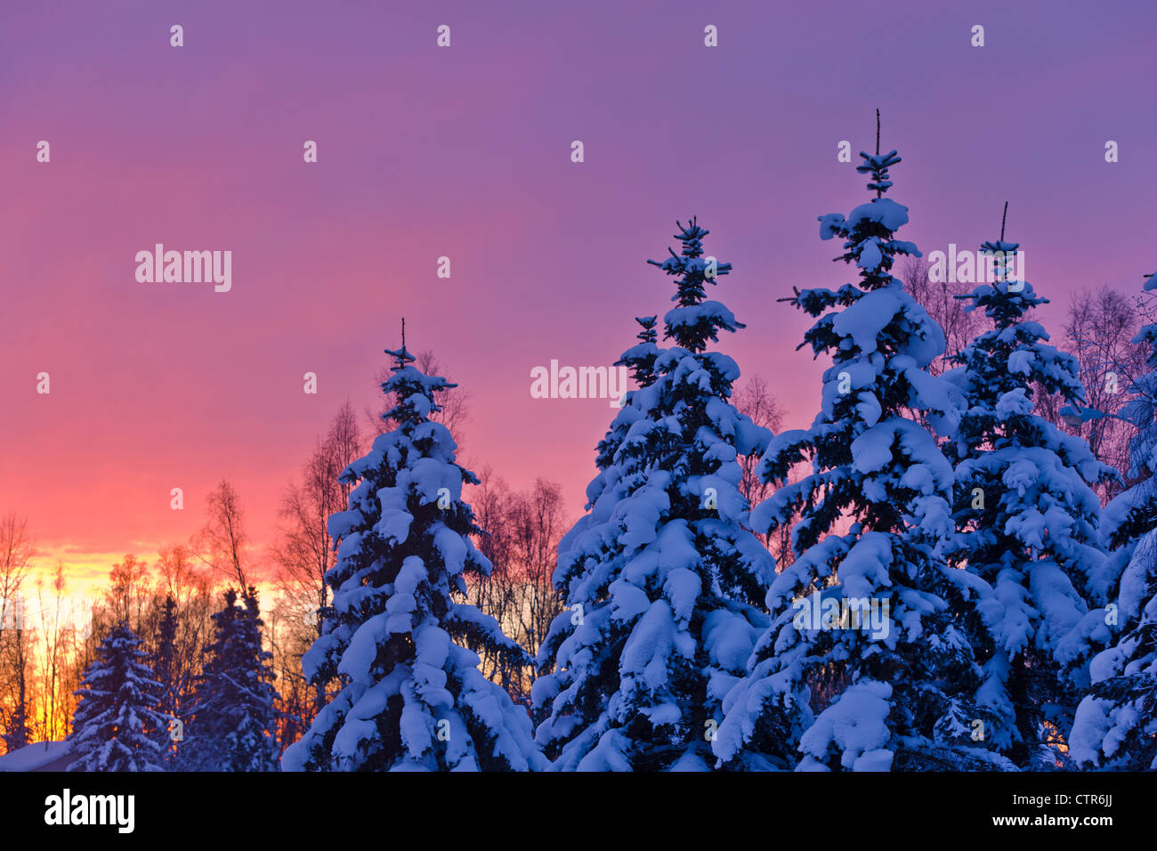 Sunset glow behind a row of snow covered spruce trees in Russian Jack Springs Park, Anchorage, Southcentral Alaska, Winter Stock Photo