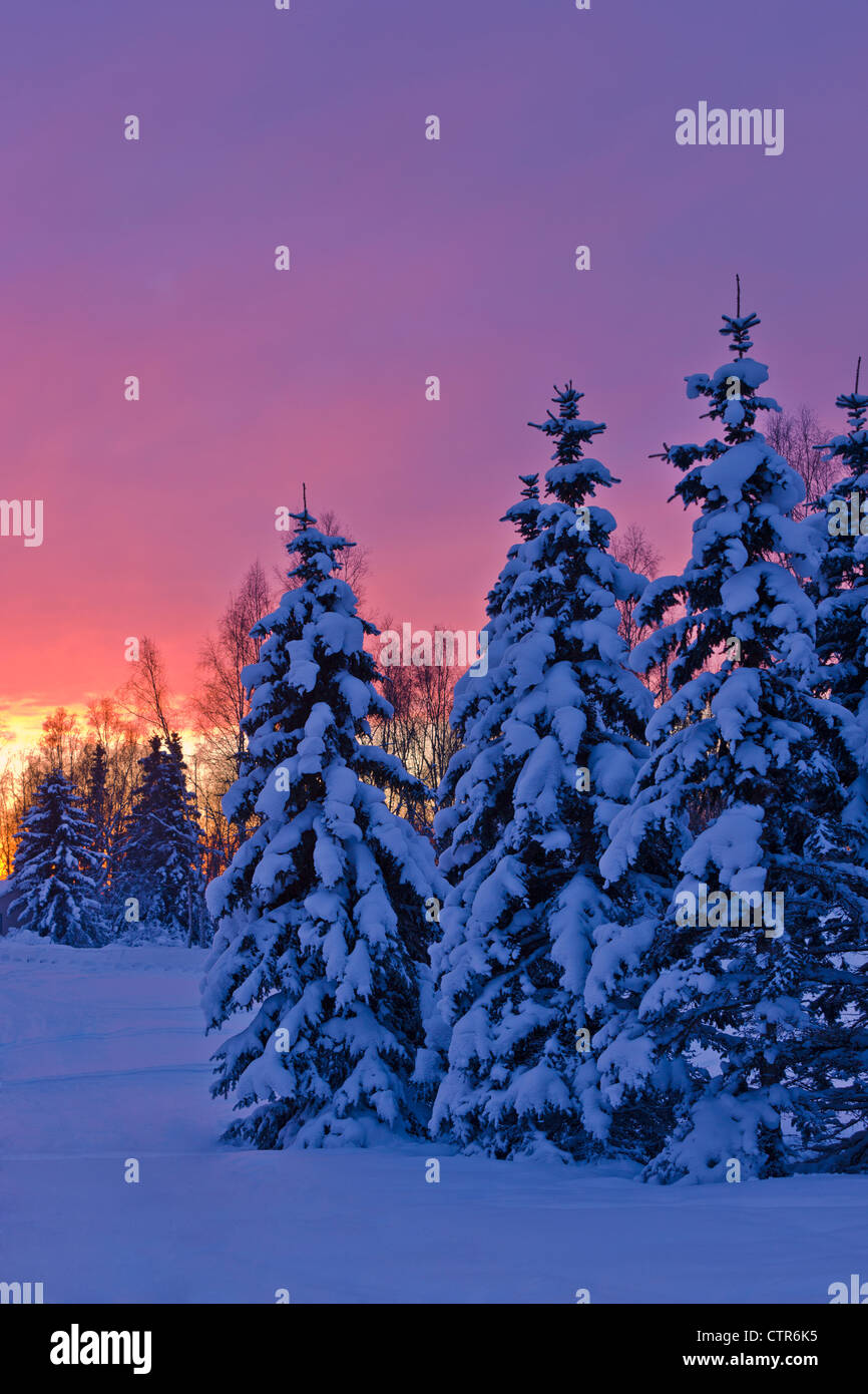 Sunset glow behind a row of snow covered spruce trees in Russian Jack Springs Park, Anchorage, Southcentral Alaska, Winter Stock Photo