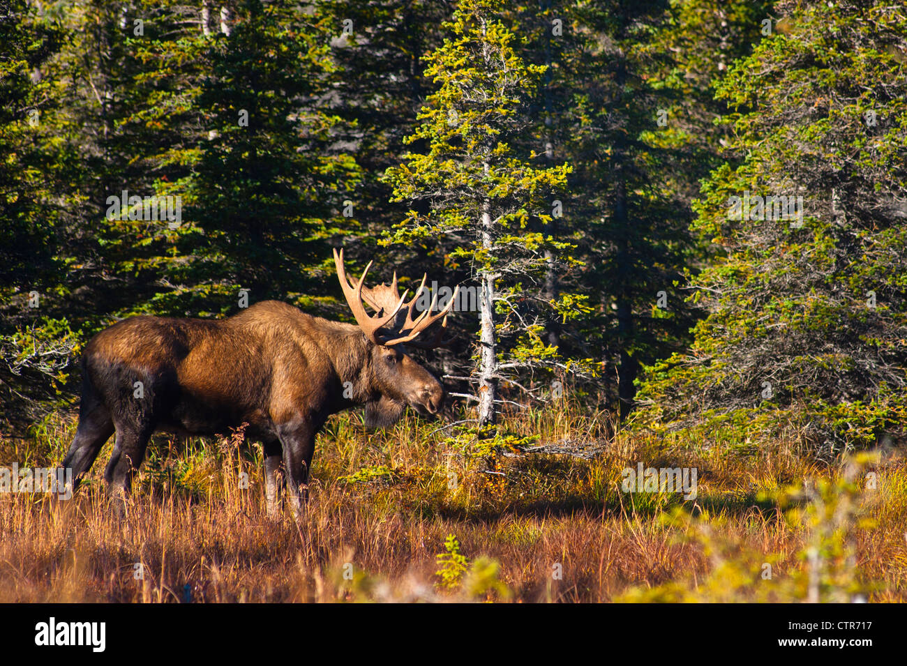 A large bull moose standing near the tree line at Powerline Pass in the Chugach State Park, Alaska Stock Photo