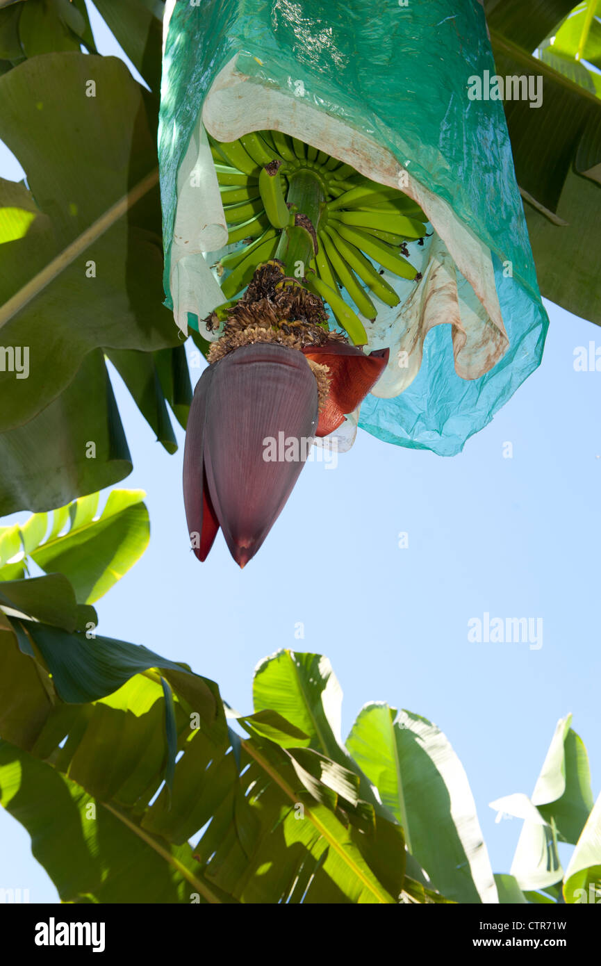 Banana flower with protective plastic bag covering the fruit, seen at a banana farm bear Mission Beach, Queensland Stock Photo