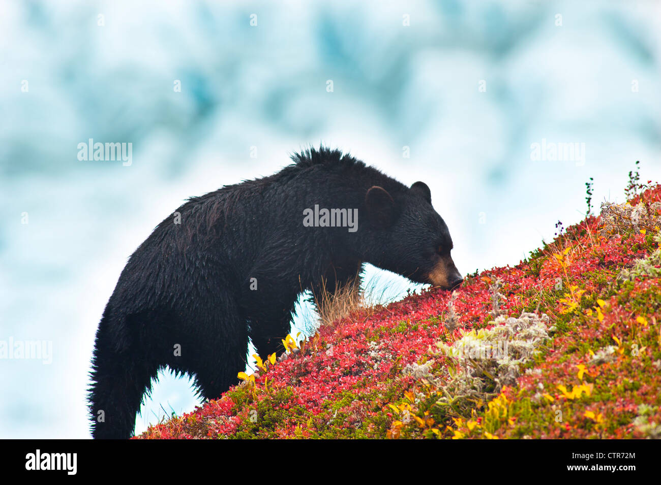 U s kenai fjords national park hi-res stock photography and images - Alamy