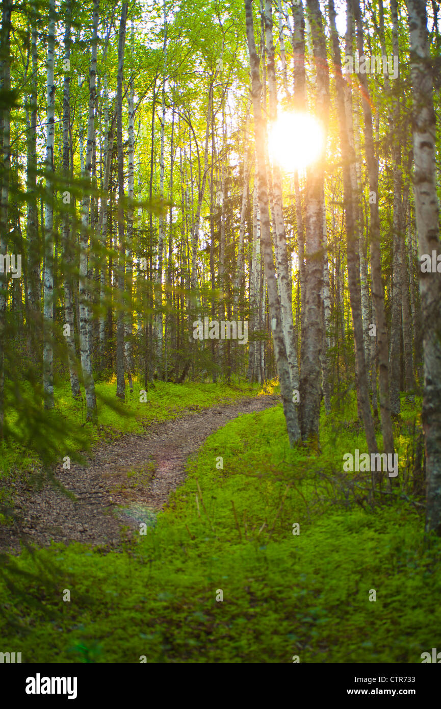 The sun setting behind trees and over a path in Bicentennial Park in Anchorage, Southcentral Alaska, Summer Stock Photo