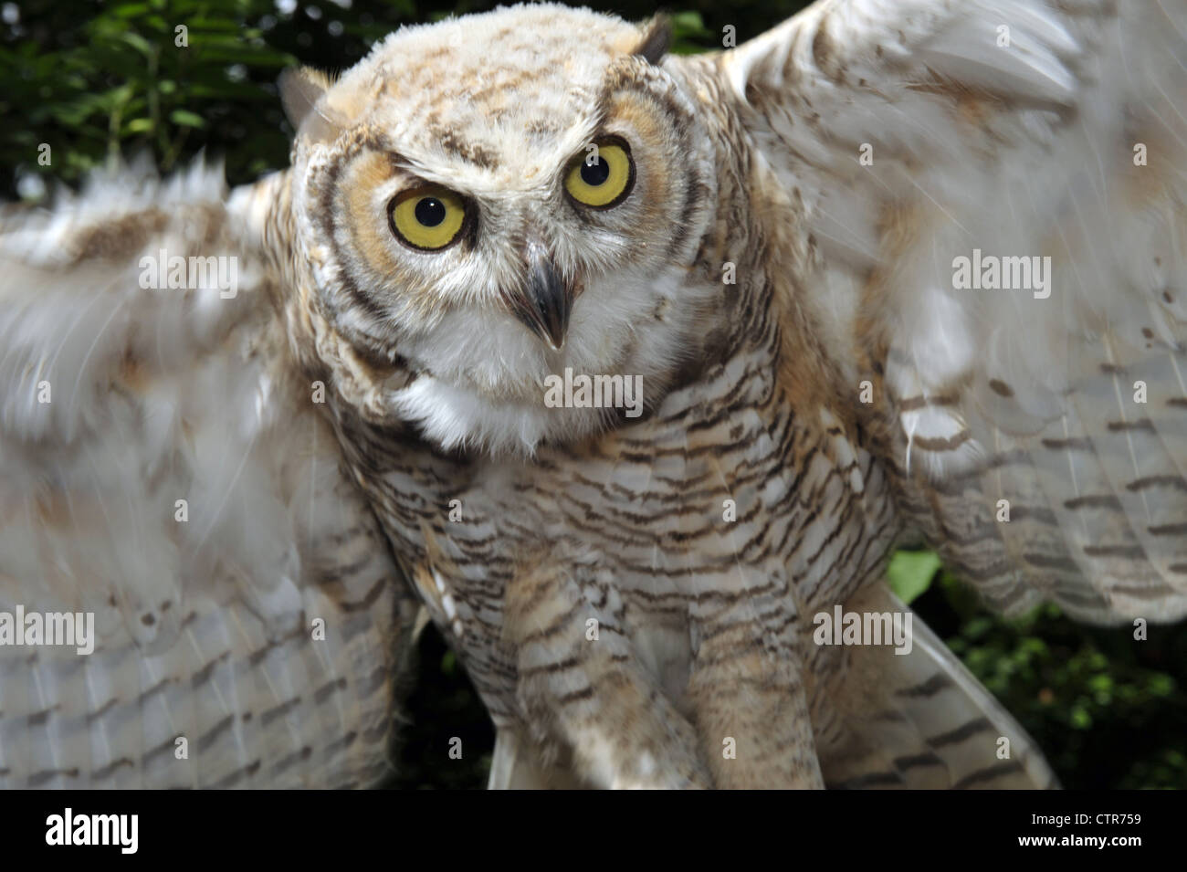 Canadian Great Horned Owl Stock Photo