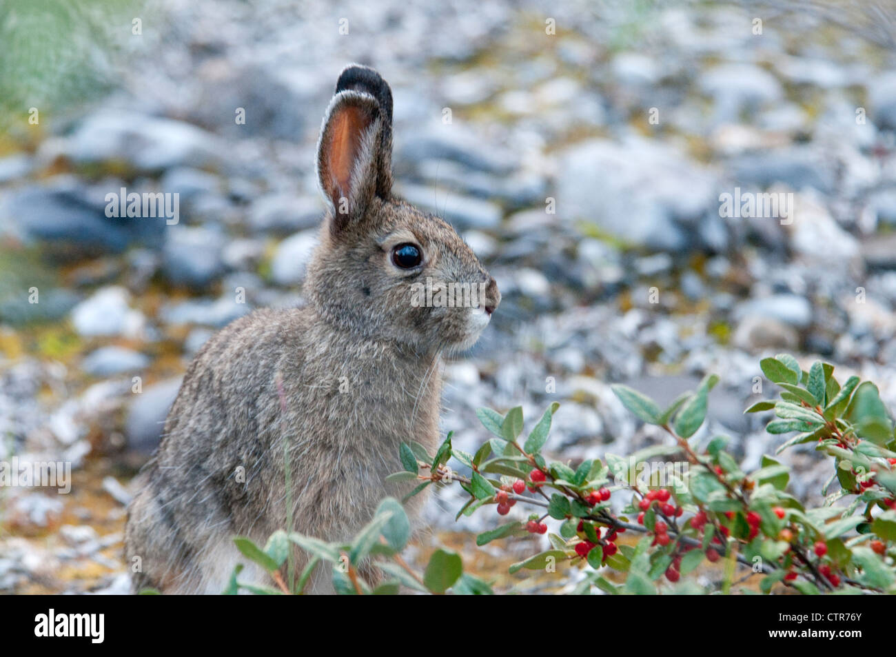 Snowshoe Hare sitting near Soapberry bush, Marsh Fork of the Canning River, Brooks Range, ANWR, Alaska Stock Photo