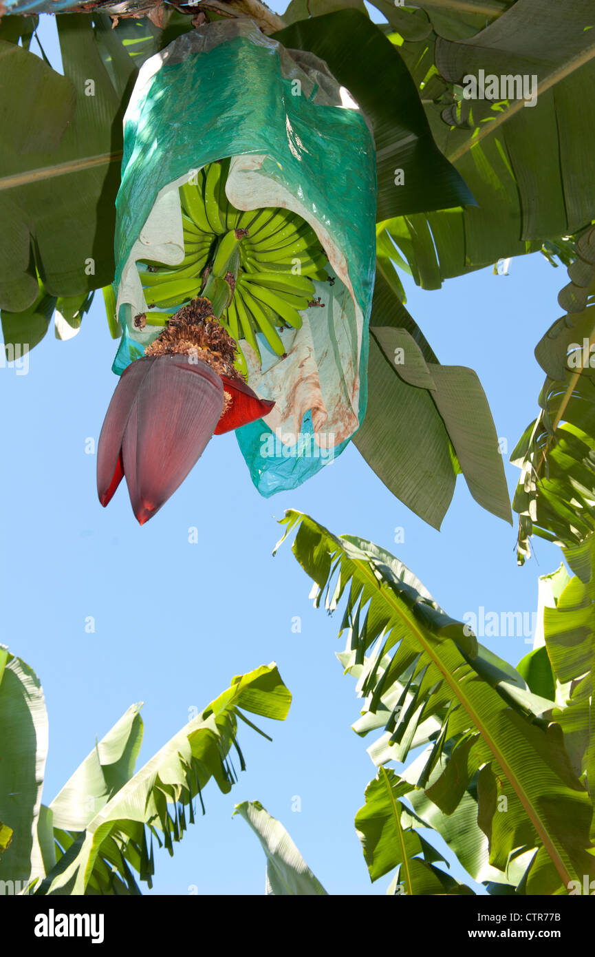 Banana flower with protective plastic bag covering the fruit, seen at a banana farm bear Mission Beach, Queensland Stock Photo
