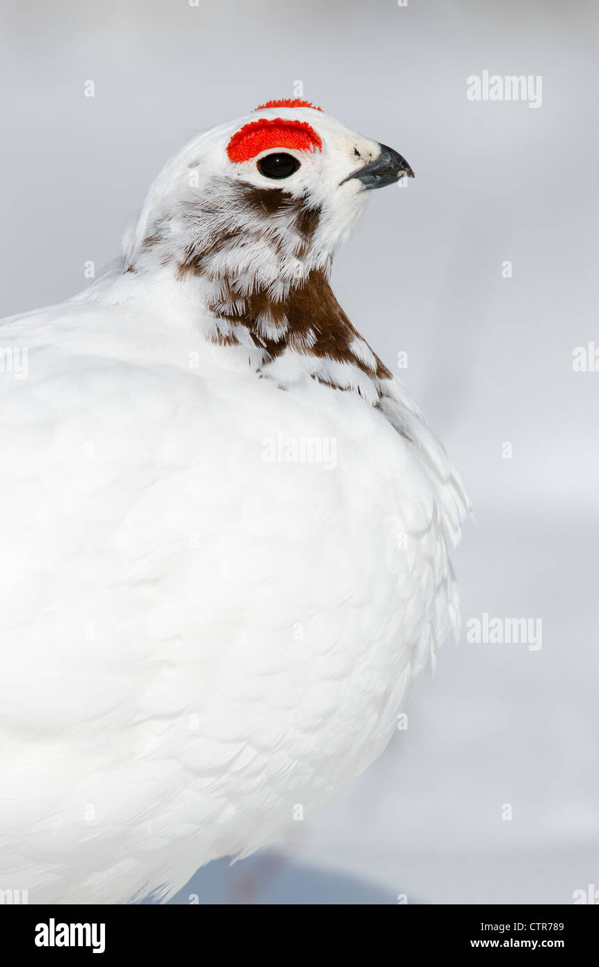 Close-up of Male Willow Ptarmigan changing from winter to breeding plumage  near Savage River, Denali National Park, Alaska Stock Photo