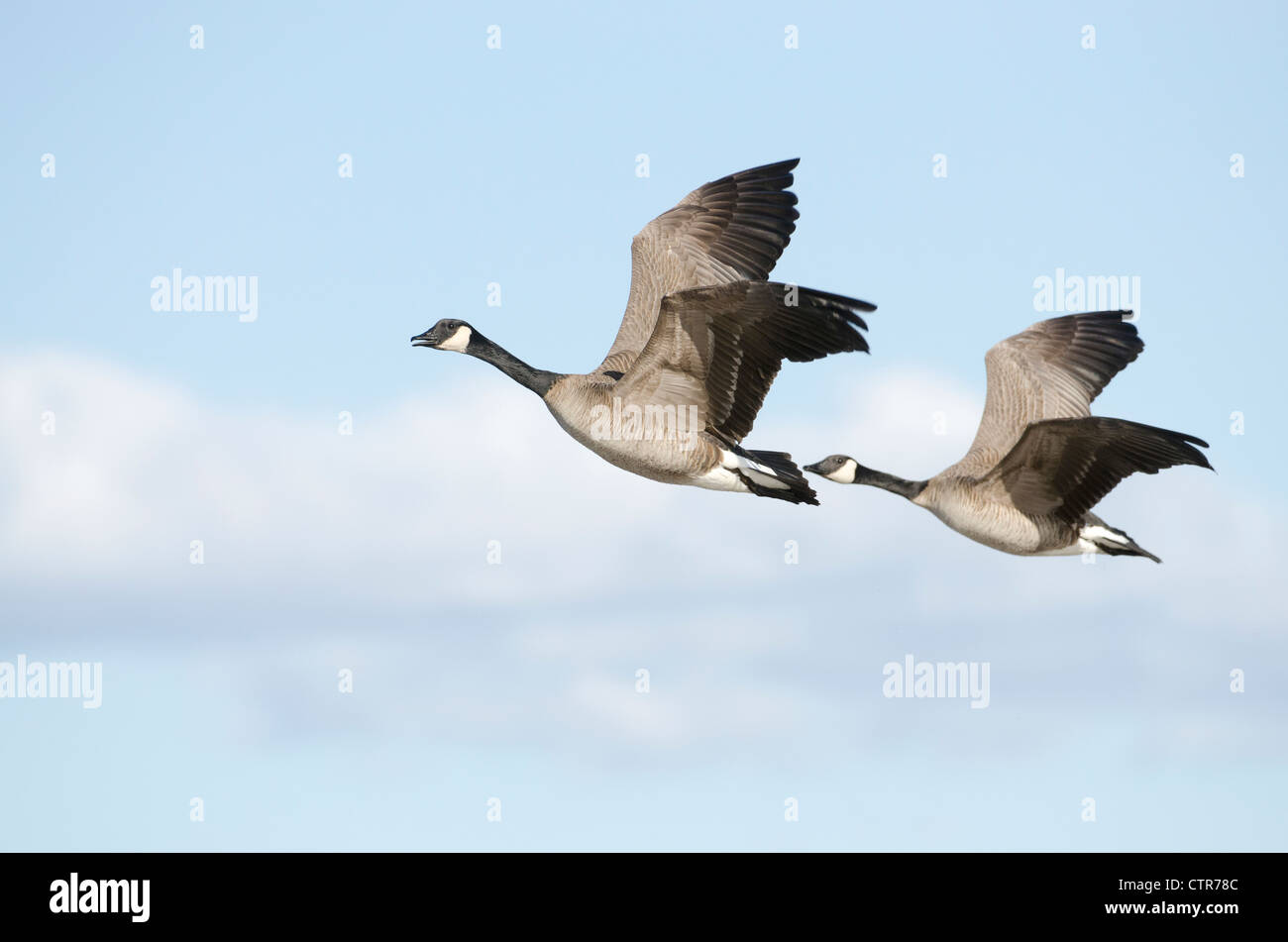 Pair of Canada Geese flying in tandem over Creamer's Field Migratory Waterfowl Refuge, Fairbanks, Interior Alaska, Spring Stock Photo