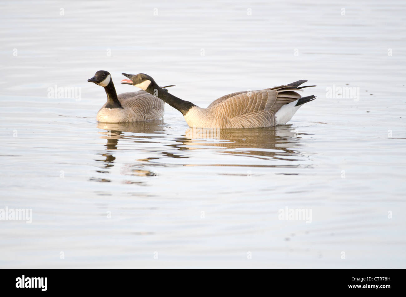 One Canada Goose honks aggressively at another, Creamer's Field Migratory Waterfowl Refuge, Fairbanks, Alaska, Spring Stock Photo