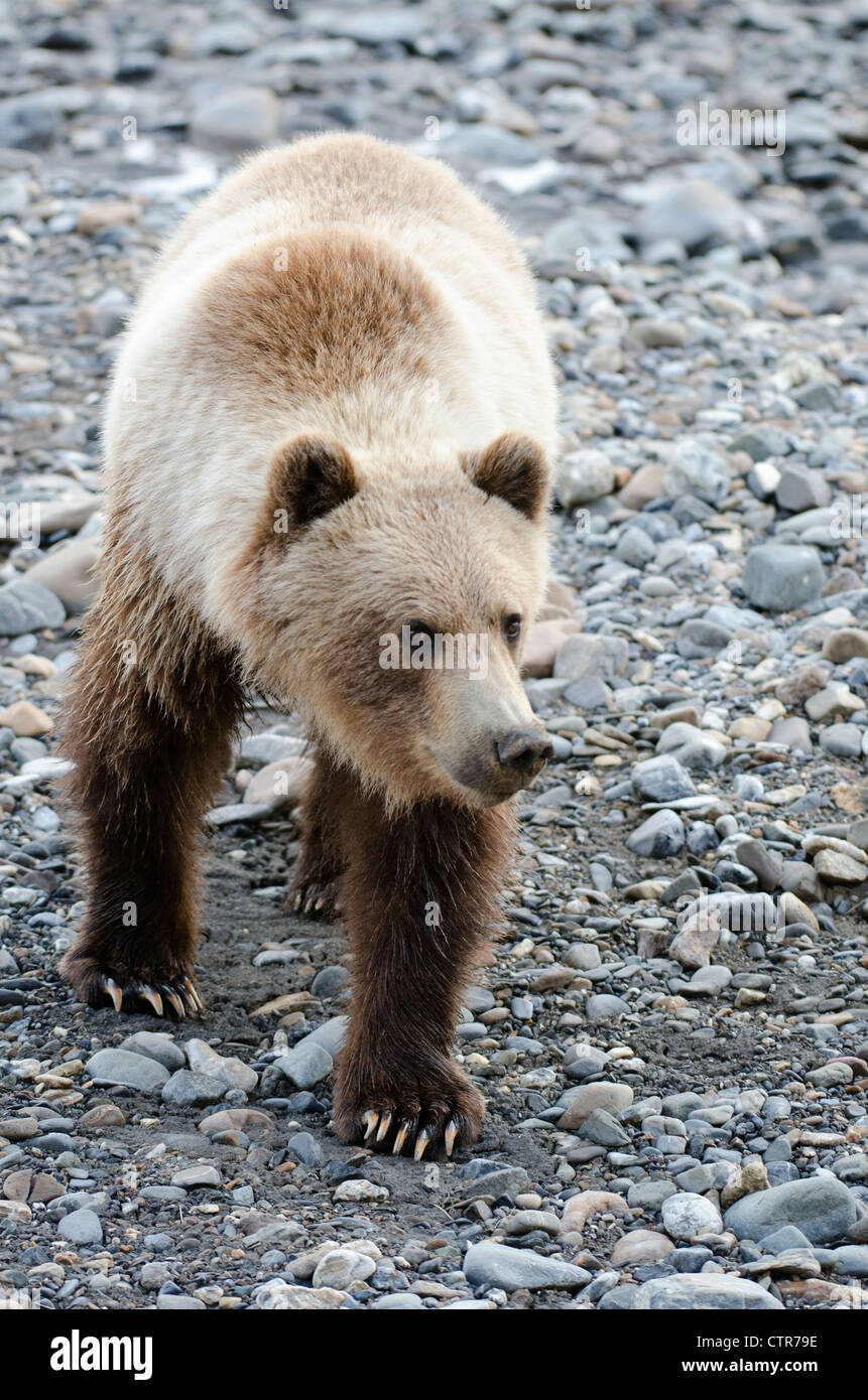 Grizzly Bear walking on gravel bar of Toklat River, Denali National Park & Preserve, Interior Alaska, Summer Stock Photo