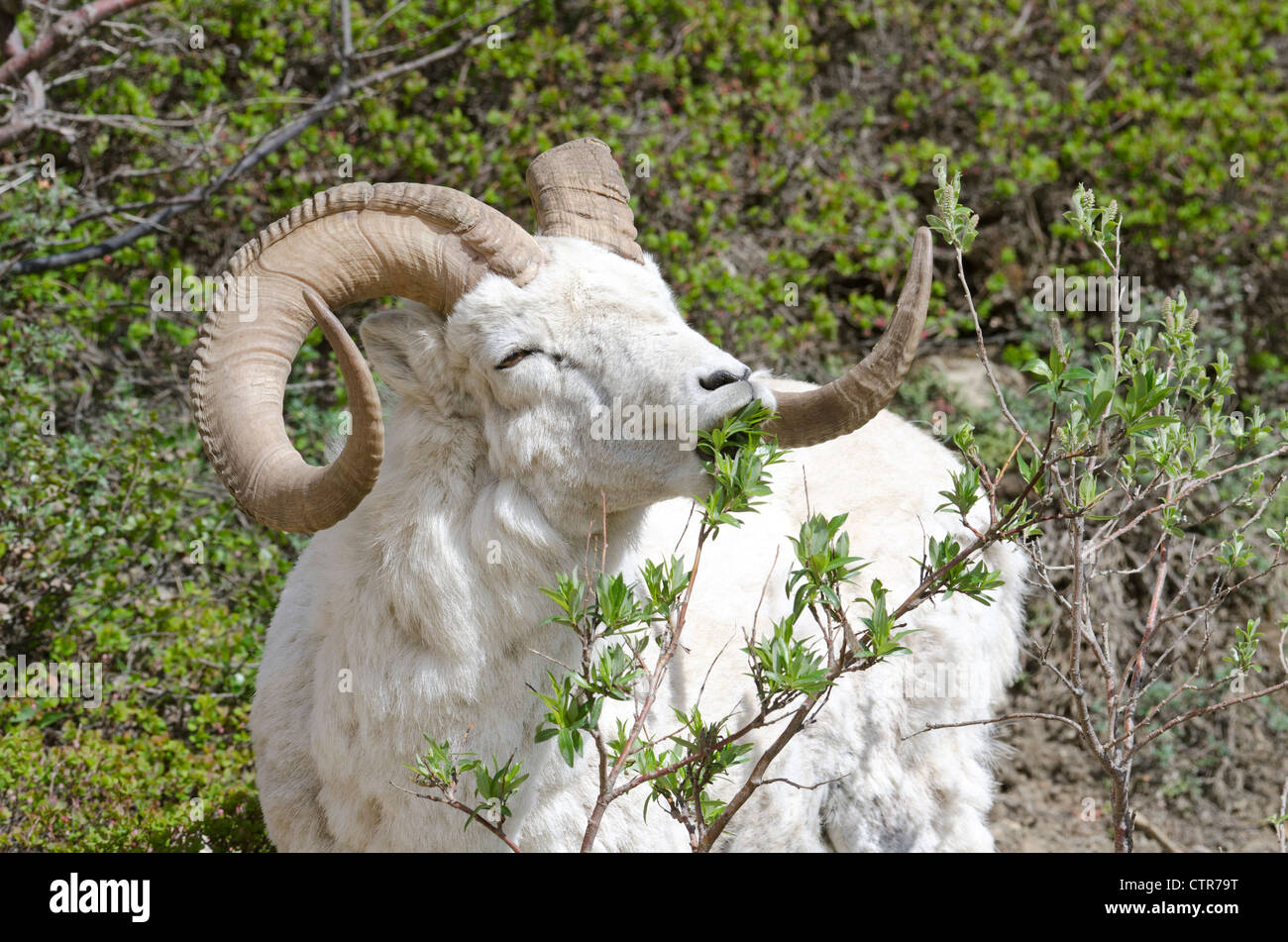 Dall Sheep ram nibbles willow leaves near Polychrome Pass, Denali National Park & Preserve, Interior Alaska, Summer Stock Photo