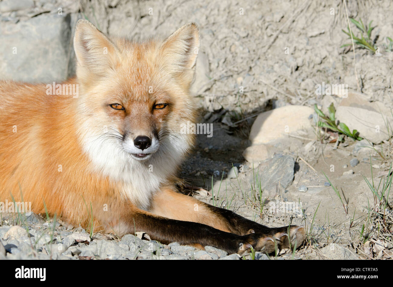 Close-up of a Red Fox lying in rocks, Highway Pass, Denali National Park & Preserve, Interior Alaska, Summer Stock Photo