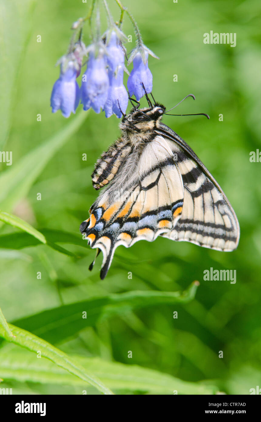 Canadian Tiger Swallowtail Butterfly feeds on a Chiming Bell, Fairbanks, Interior Alaska, Summer Stock Photo