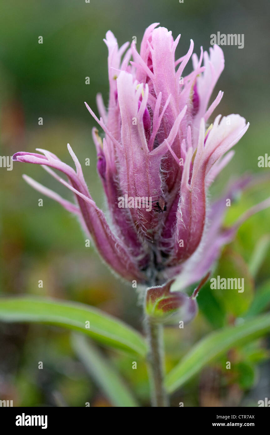 Close-up of Elegant Paintbrush flower, Denali National Park & Preserve, Interior Alaska, Summer Stock Photo