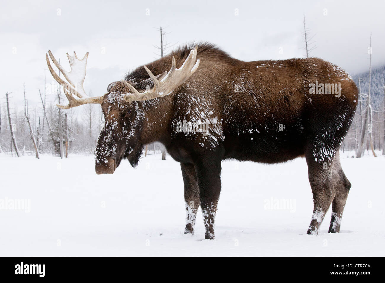 CAPTIVE: bull moose with antlers in snow, Alaska Wildlife Conservation Center, Southcentral Alaska, Winter Stock Photo