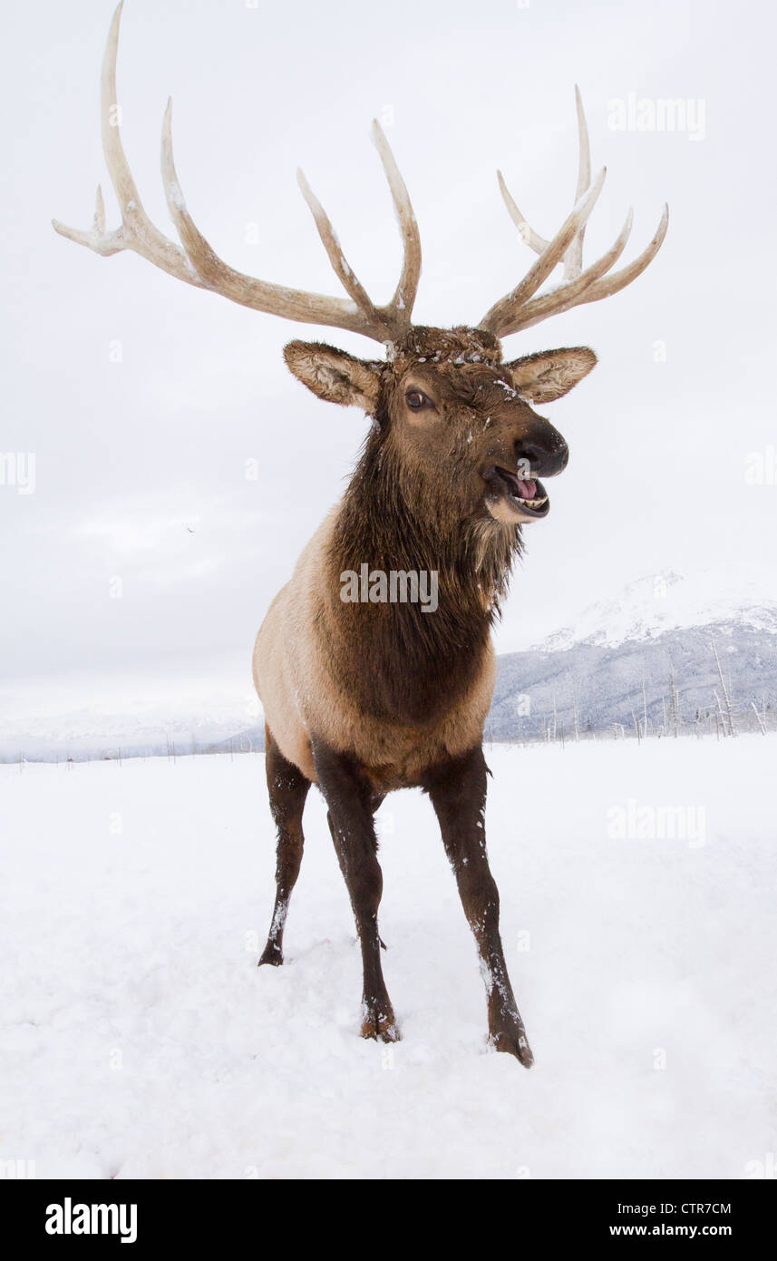 CAPTIVE: Rocky Mountain bull elk, Alaska Wildlife Conservation Center, Southcentral Alaska, Winter Stock Photo