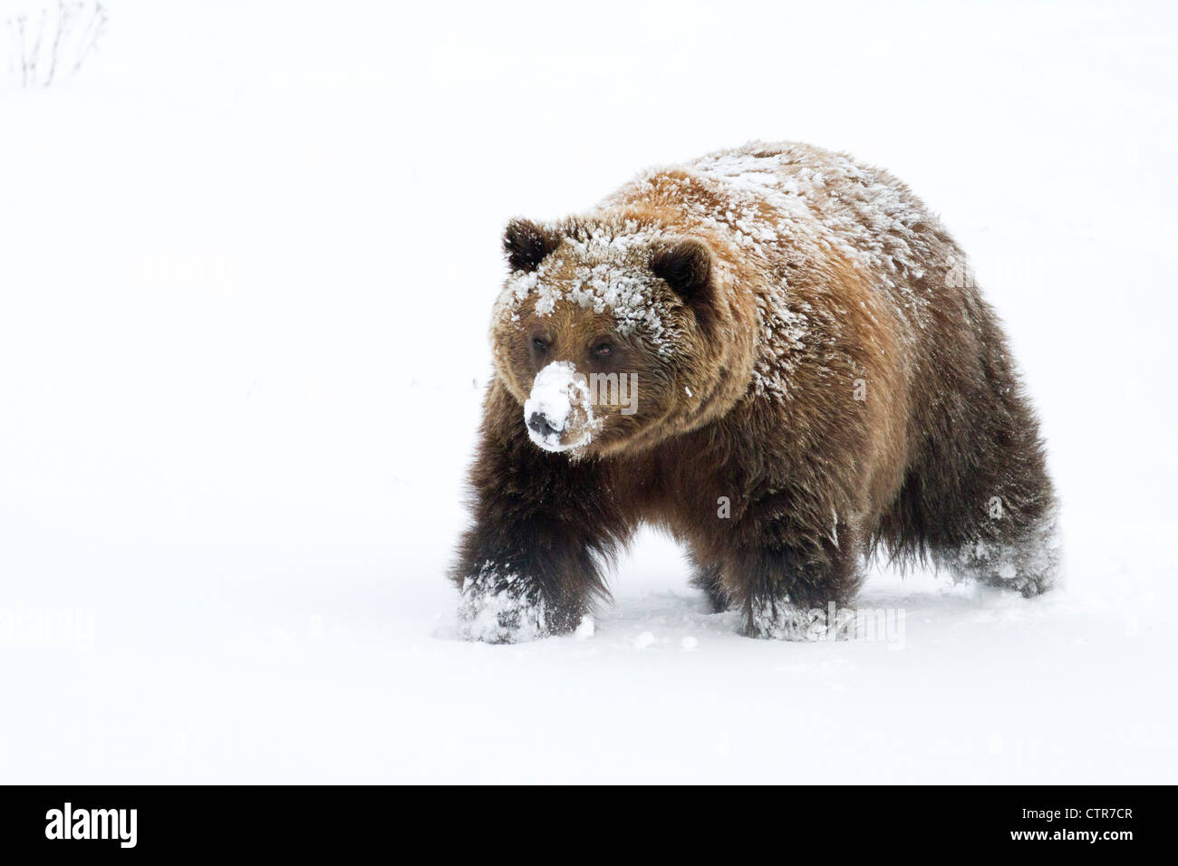 CAPTIVE: Small female grizzly, Alaska Wildlife Conservation Center, Southcentral Alaska, Winter Stock Photo