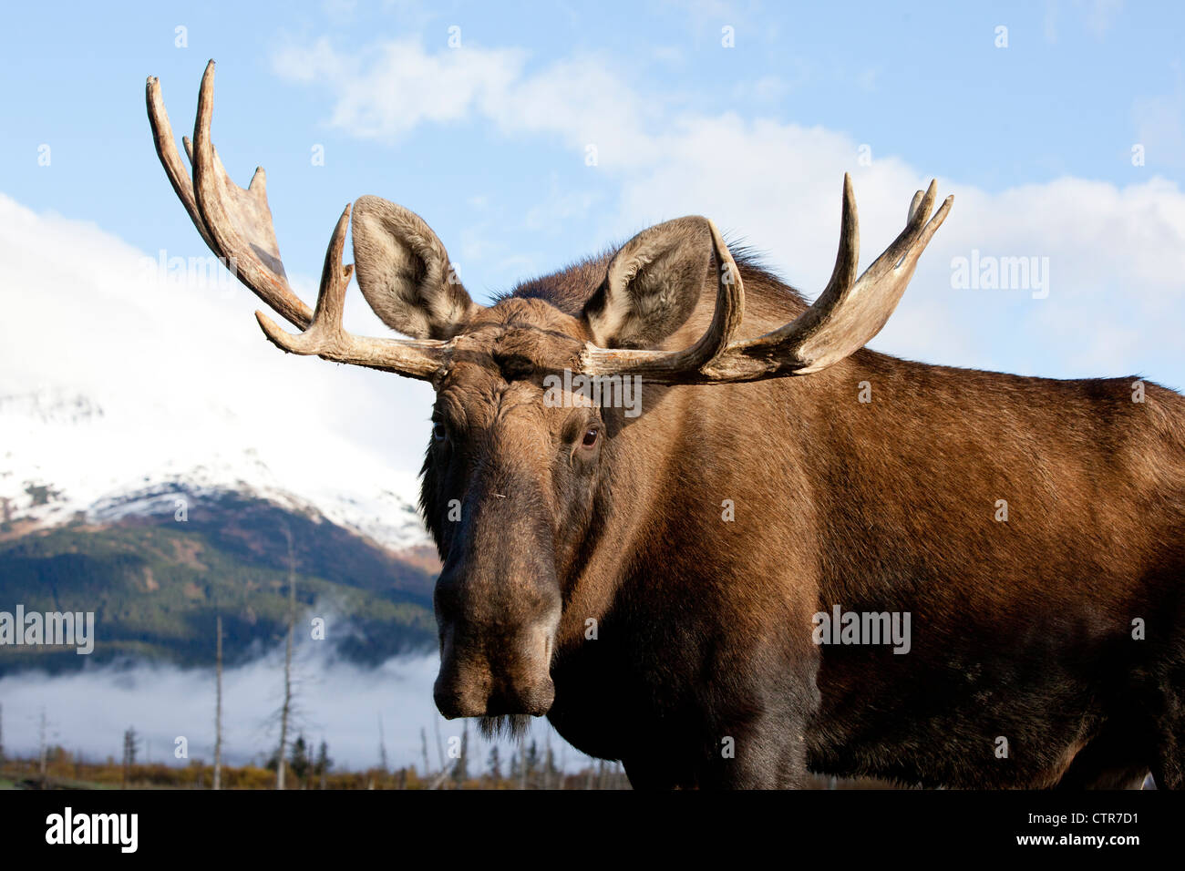 CAPTIVE: Bull moose, Alaska Wildlife Conservation Center, Southcentral Alaska, Autumn Stock Photo