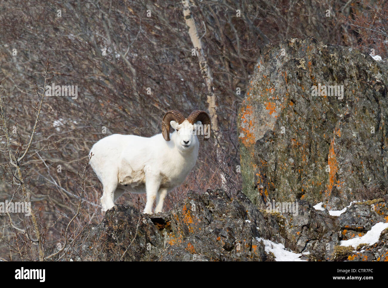 Dall sheep in Chugach Mountains during a snowstorm, Southcentral Alaska, Winter Stock Photo