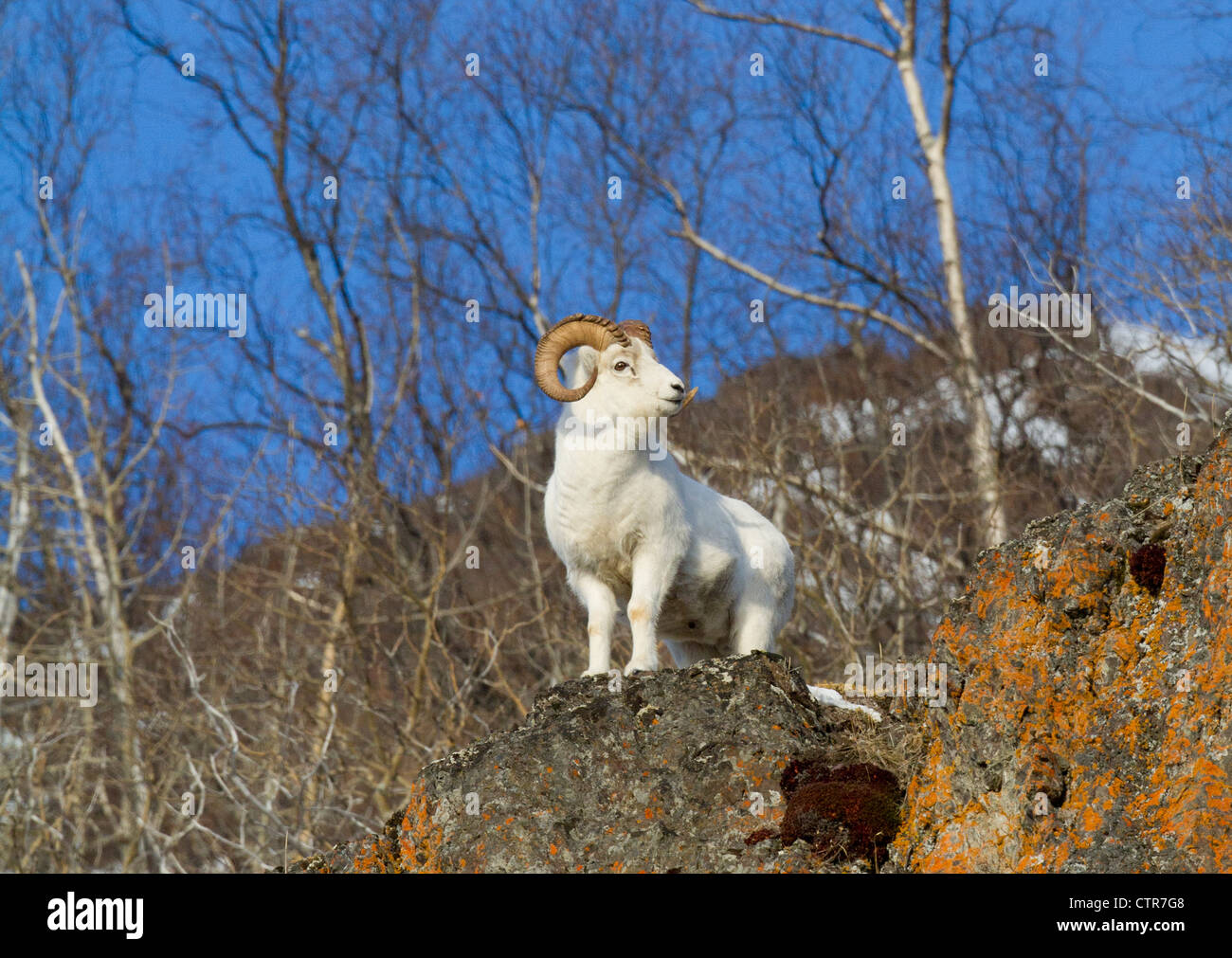 Dall sheep standing on a ledge in the Chugach Mountains, Southcentral Alaska, Winter Stock Photo