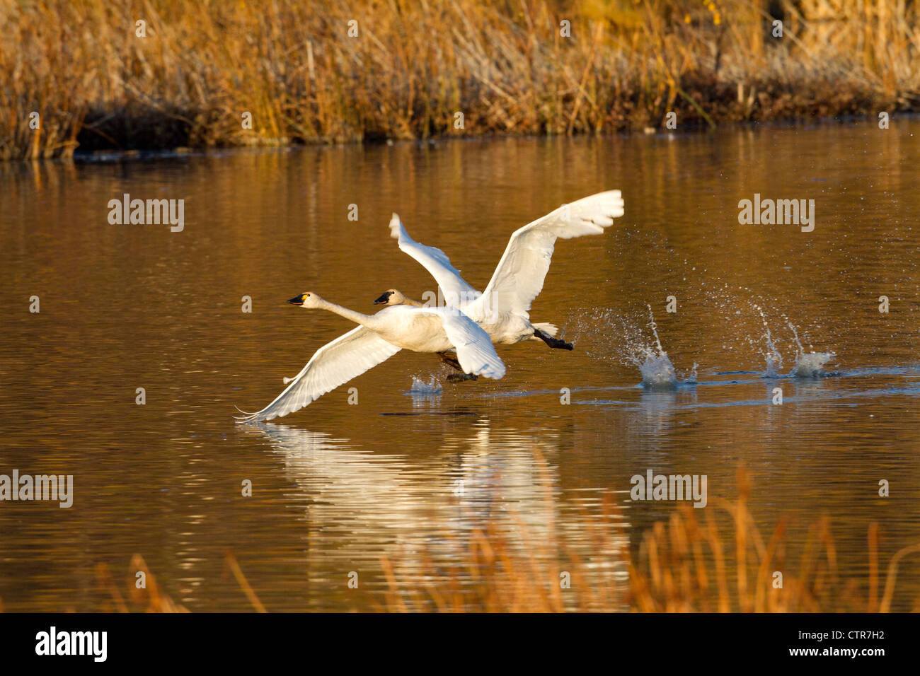 Trumpeter swans in flight over Potter Marsh with Autumn foliage in the background, Southcentral Alaska Stock Photo