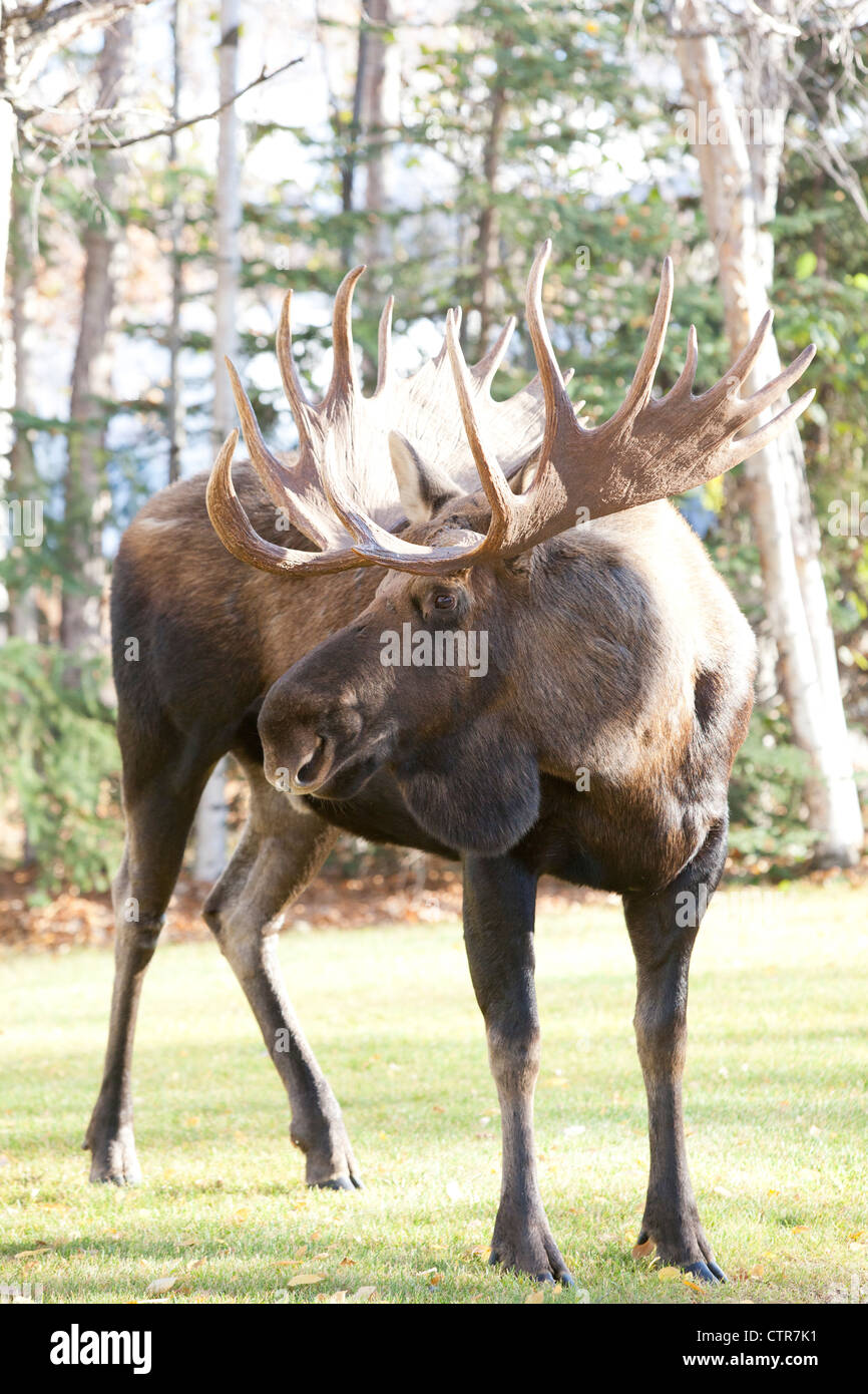 Large bull moose in a residential area, Anchorage, Southcentral Alaska, Autumn Stock Photo