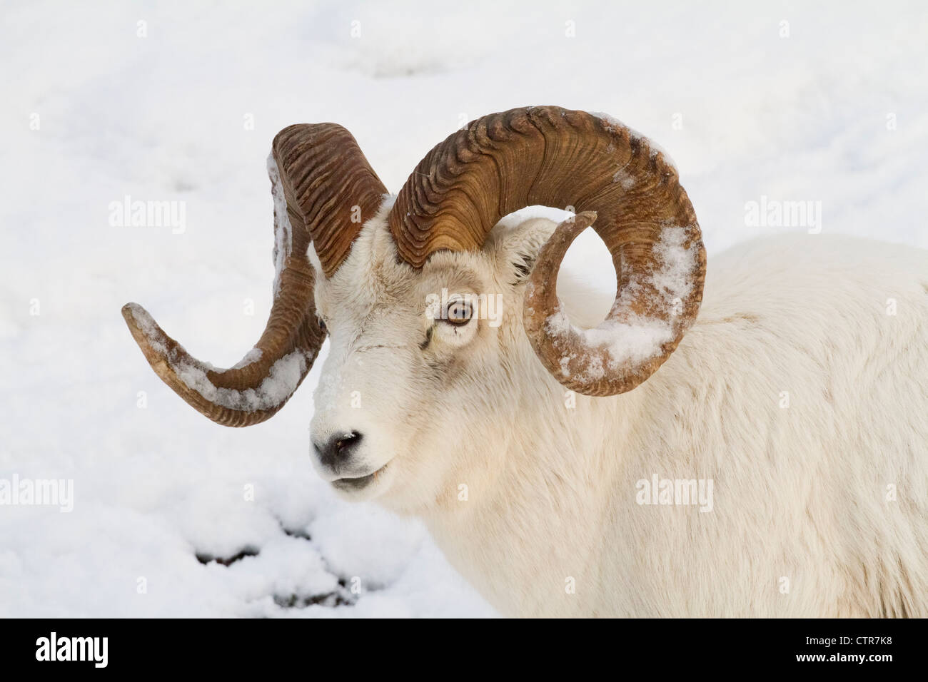 A full-curl Dall sheep ram with snow on its horns roams thru the deep snow of the Chugach mountains, Southcentral Alaska, Winter Stock Photo