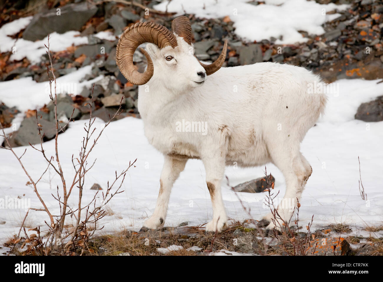 A full-curl Dall sheep ram looks over its shoulder, Chugach mountains, Southcentral Alaska, Winter Stock Photo