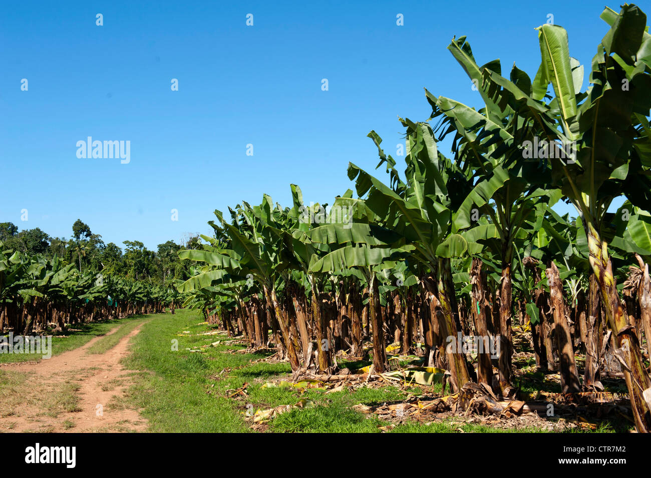 Australian banana plantation hires stock photography and images Alamy