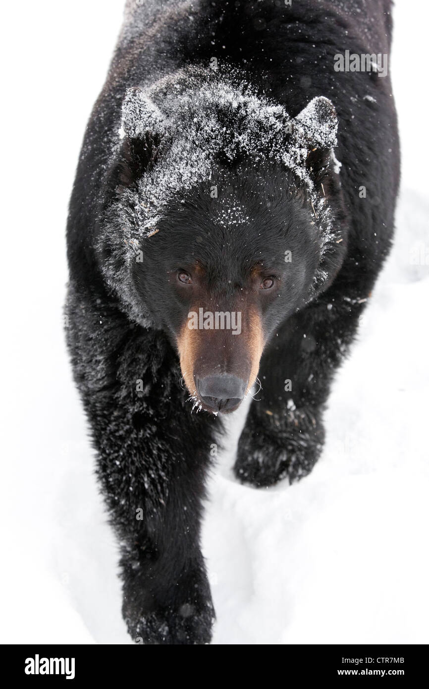 CAPTIVE: High angle view of a large Black Bear walking in snow and glances upward, Alaska Wildlife Conservation Center, Alaska Stock Photo