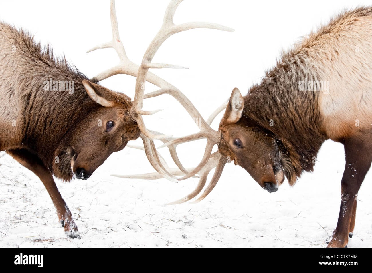 CAPTIVE: A pair of large Rocky Mountain elk lock antlers and fight, Alaska Wildlife Conservation Center, Alaska, Winter Stock Photo
