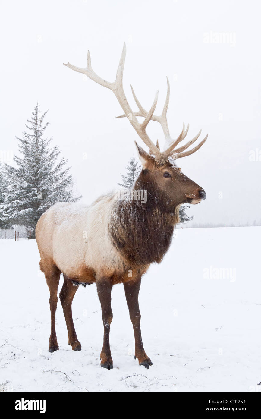 CAPTIVE: Large bull Rocky Mountain elk stands in snow, Alaska Wildlife Conservation Center, Southcentral Alaska, Winter Stock Photo