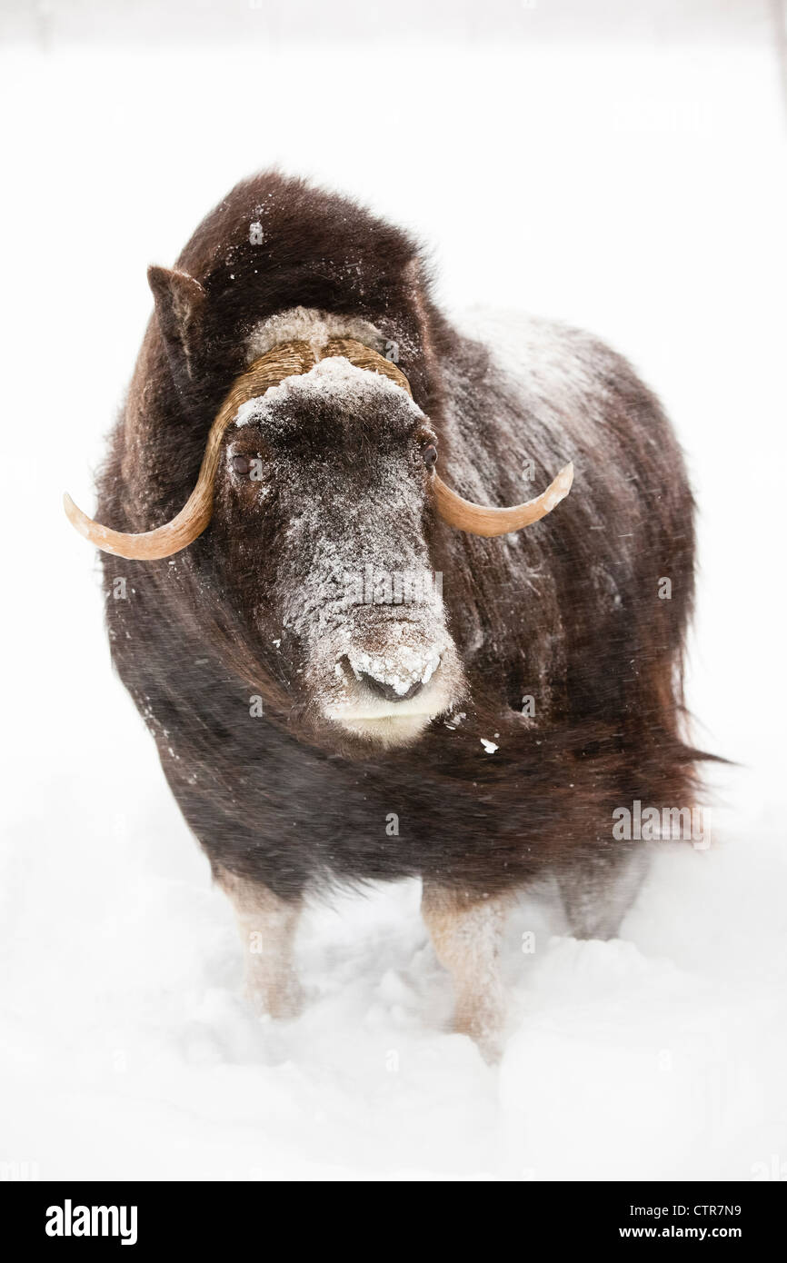 CAPTIVE: Cow muskox stands in deep snow during a winter storm, Alaska Wildlife Conservation Center, Southcentral Alaska, Winter Stock Photo