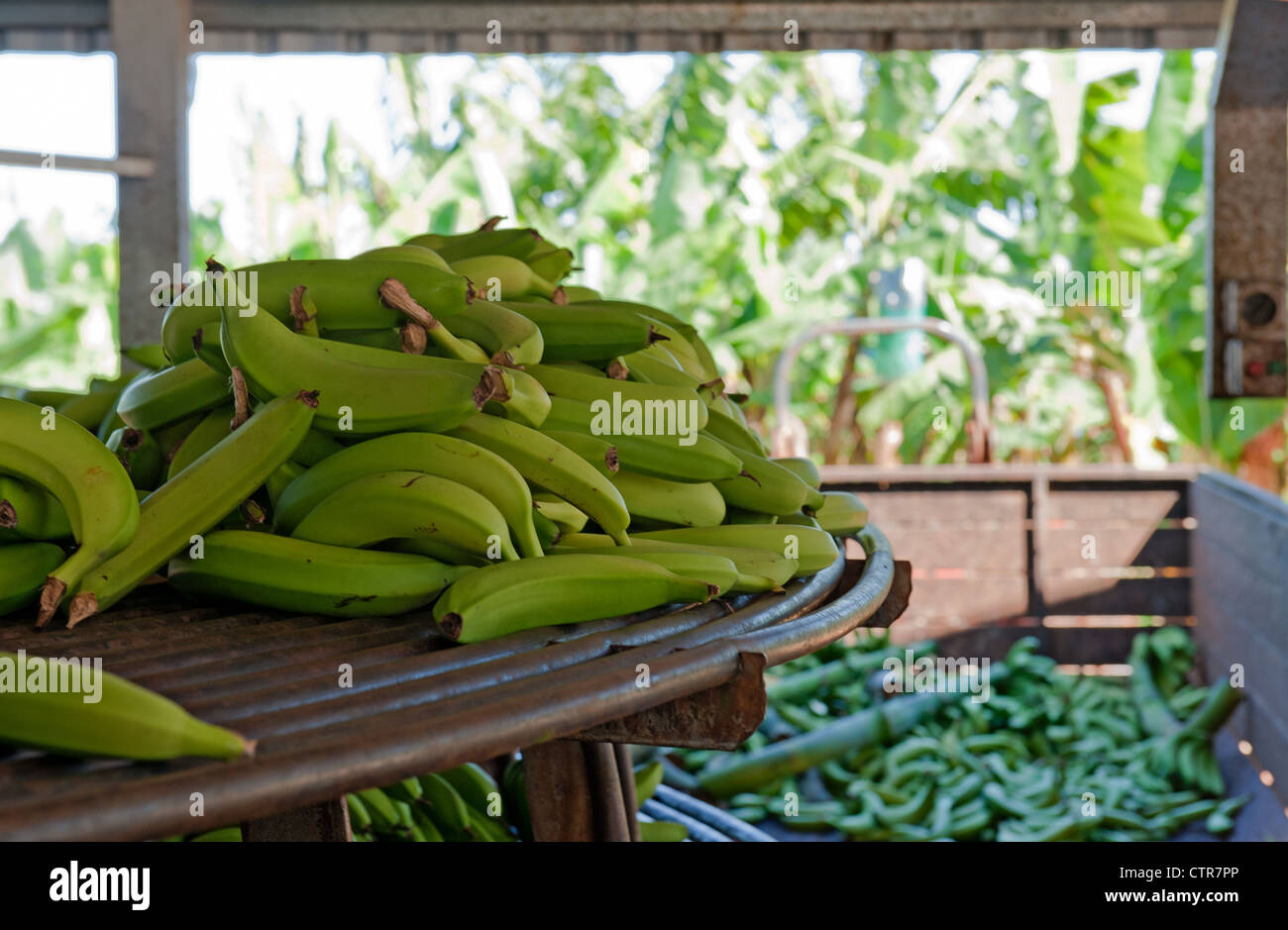 Harvested bananas on a sorting rack in view of the banana fields on a farm near Mission Beach, Queensland Stock Photo