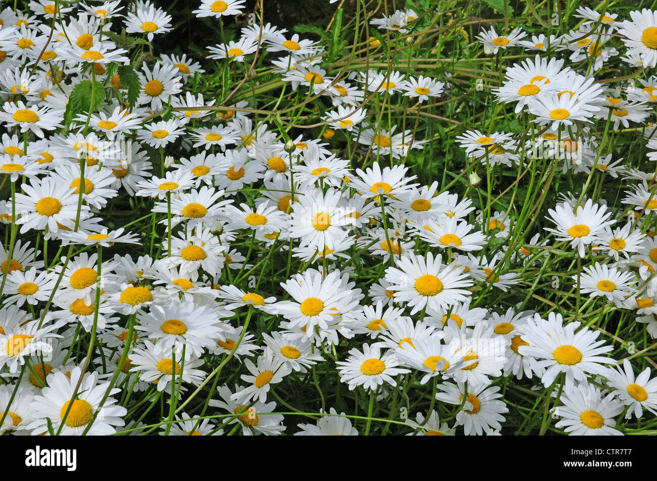 Ox-eye daisies Leucanthemum vulgare Stock Photo