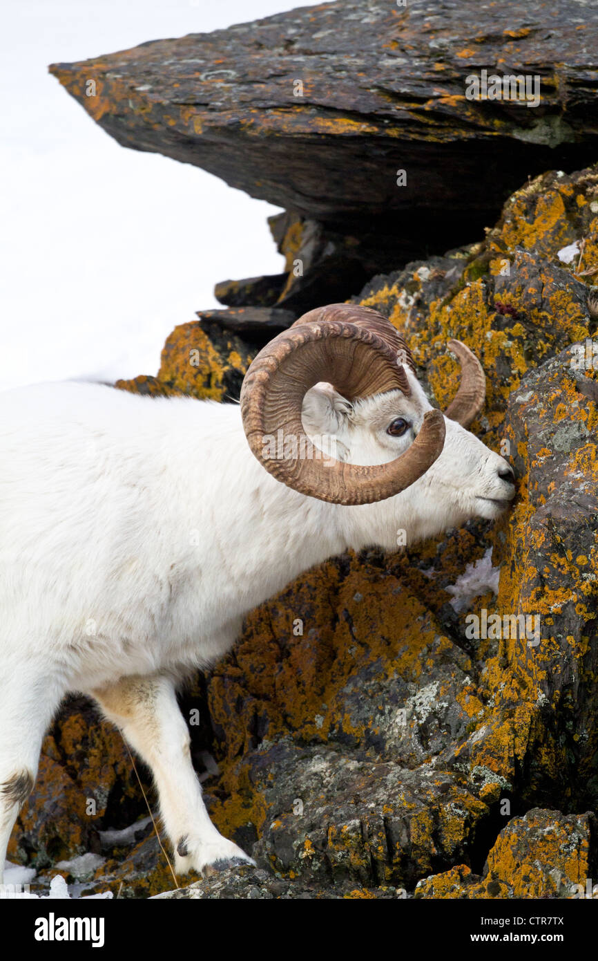 A full-curl Dall sheep ram licks on rocks with colorful moss and lichens, Chugach mountains, Southcentral Alaska, Winter Stock Photo