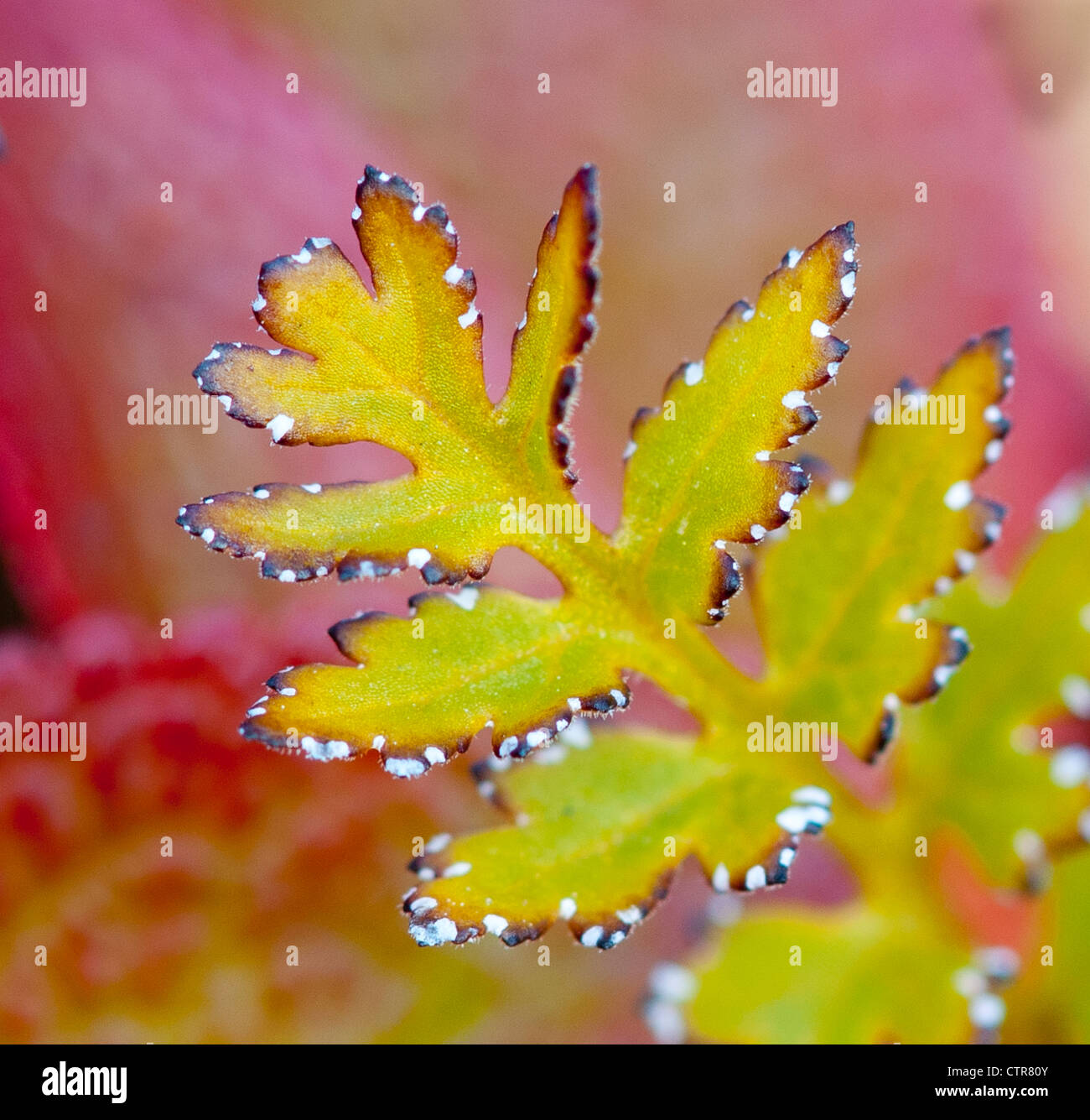 Close up of a fall colored leaf along Denali Highway, Southcentral Alaska Stock Photo