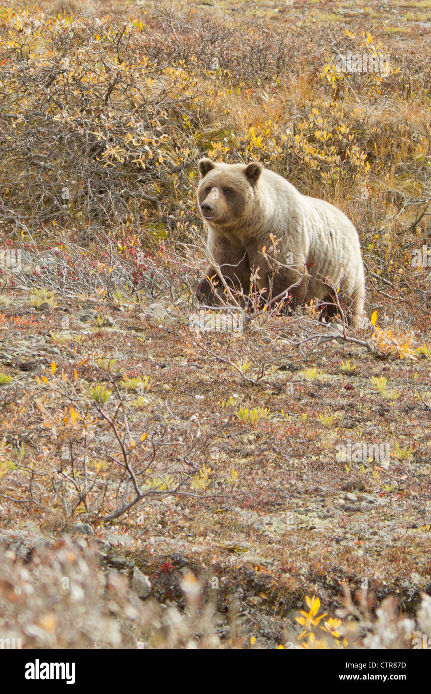 Toklat grizzly hires stock photography and images Alamy